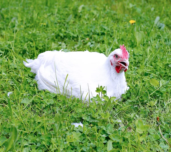 Kurczaki brojlery biały — Zdjęcie stockowe
