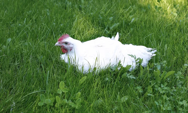 Frango de corte branco — Fotografia de Stock