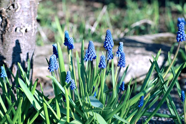 Sok kék virágok muscari egy napsütéses napon — Stock Fotó