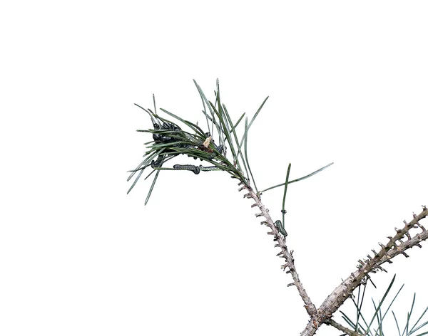 Rupsen onveilig op pine tak plagen — Stockfoto