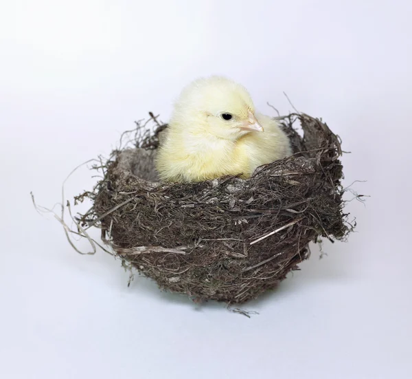 Pequena pintinha amarela aninhada no ninho de pássaros de grama e galhos — Fotografia de Stock