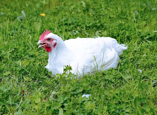 White broiler chicken — Stock Photo, Image