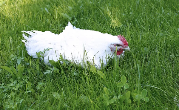 Λευκό καυγατζής κοτόπουλο — Φωτογραφία Αρχείου