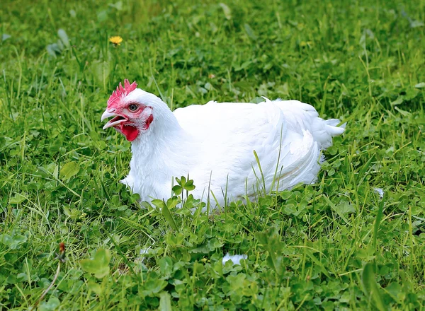 Weiße Masthähnchen Stockbild