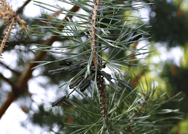 Caterpillars infest on pine branch pests — Stock Photo, Image