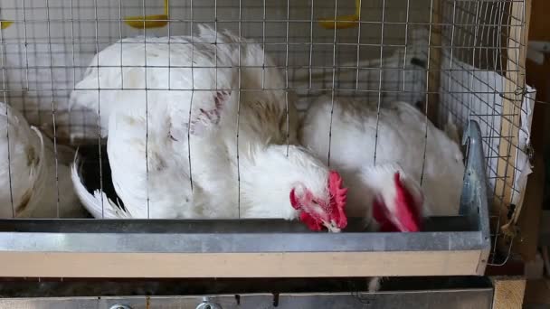 Peu de poulets mangeant des aliments combinés dans la cage — Video