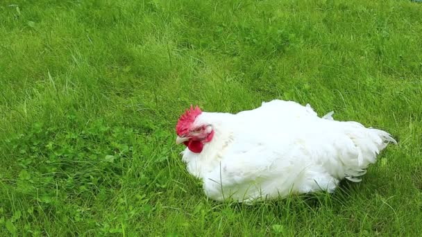 Broiler kyckling går på en grön gräsmatta — Stockvideo