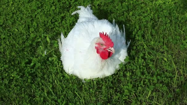 Καυγατζής κοτόπουλο βόλτες για ένα πράσινο γκαζόν — Αρχείο Βίντεο