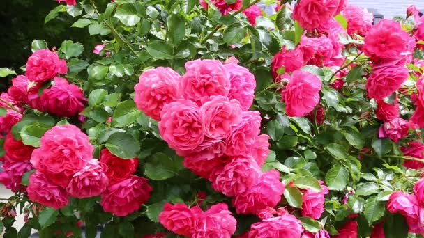 Květiny z krásných růžových růží v zahradě