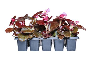 Genç fidan izole Begonia çiçek