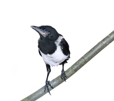 Genç magpie piliç