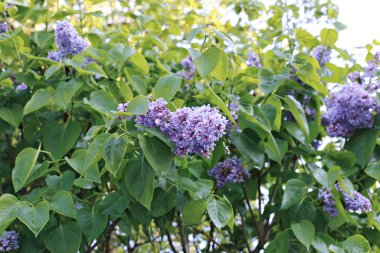 Şehir Parkı içinde çiçek açması Mor Lila