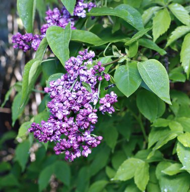 Şehir Parkı içinde çiçek açması Mor Lila
