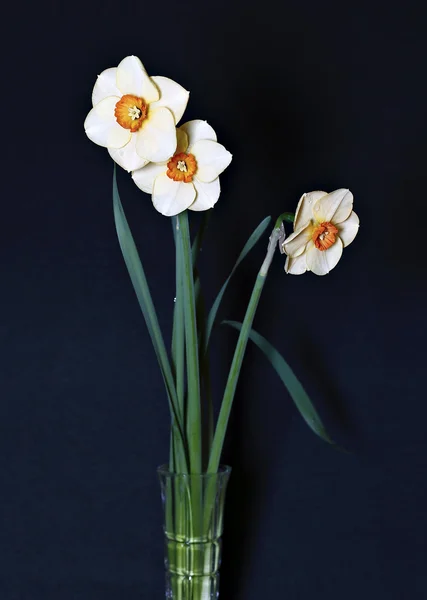 Tří kytice narcisů Stock Obrázky