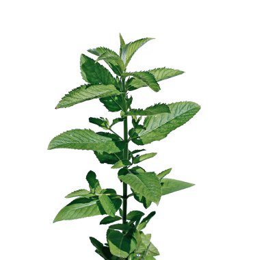 İzole nane taze yaprakları