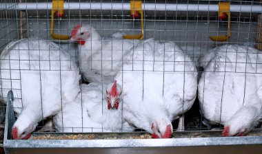 Birkaç tavuk yemek içinde belgili tanımlık kafes besleme kombine