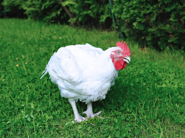 Masthähnchen spaziert auf dem Rasen — Stockfoto