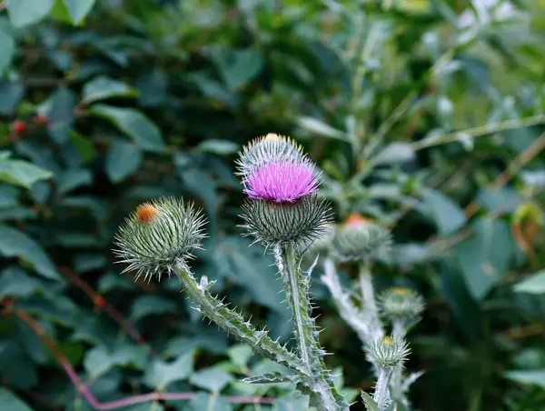 Bush del cardo selvatico di fioritura spinoso — Foto Stock