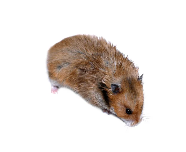 Hamster sírio marrom isolado — Fotografia de Stock