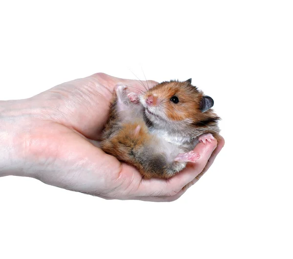 Bruin Syrische hamster in hand geïsoleerd — Stockfoto