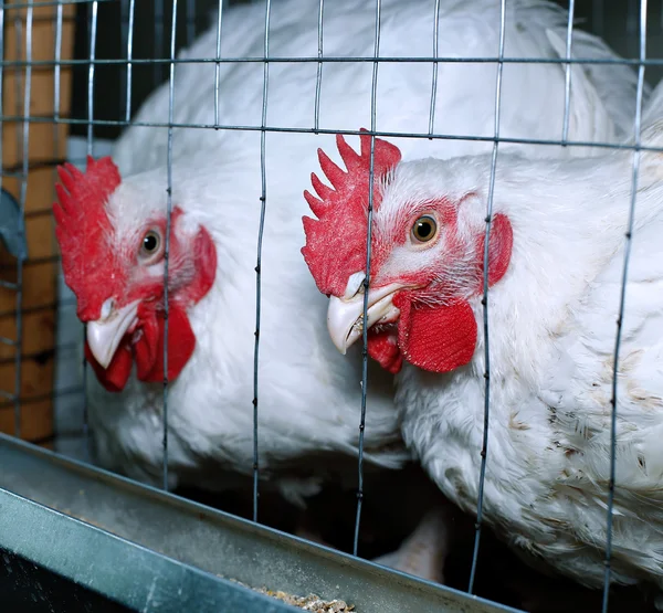 Pollos comiendo pienso combinado en la jaula Fotos De Stock Sin Royalties Gratis