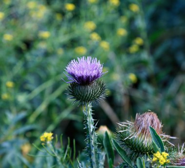Çiçeklenme dikenli thistle Bush