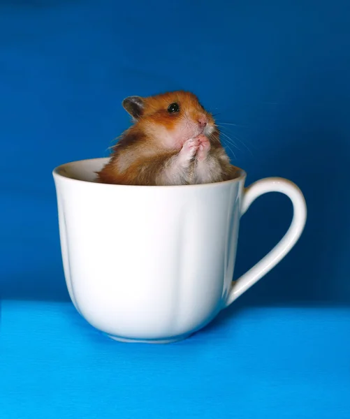 Cute brown hamster scared in a white porcelain cup