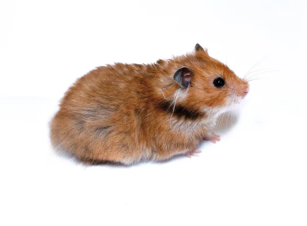 Bruin Syrische hamster geïsoleerd — Stockfoto