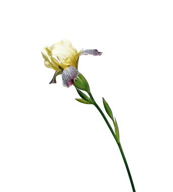 İzole mavi çizgili sarı Iris çiçeği