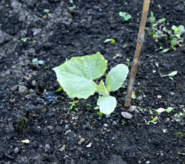 Genç fide salatalık