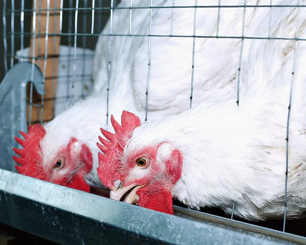 Pollos de engorde comiendo pienso combinado en la jaula — Foto de Stock