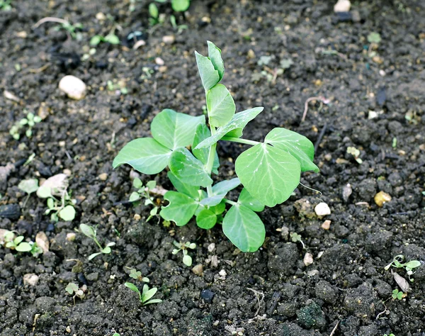 植物はエンドウ豆の野菜 — ストック写真