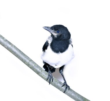 Genç magpie piliç