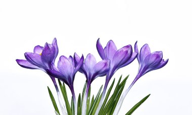 izole Iridaceae Menekşe çiçek