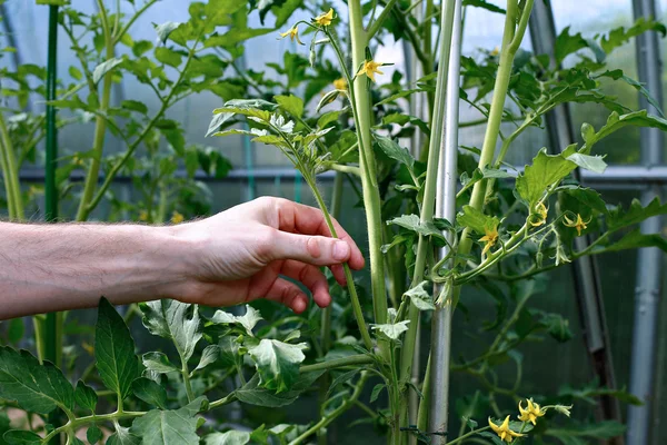 Boční výhony na rostlinách rajčete Royalty Free Stock Fotografie