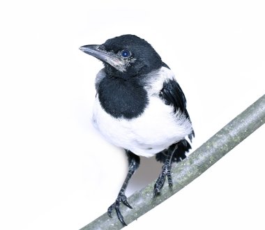 Genç magpie piliç