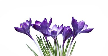 izole Iridaceae Menekşe çiçek