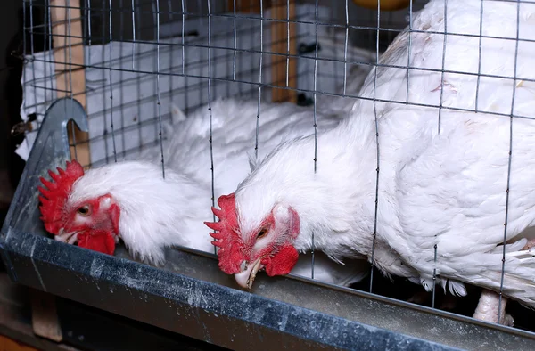 Pollos de engorde comiendo pienso combinado en la jaula — Foto de Stock