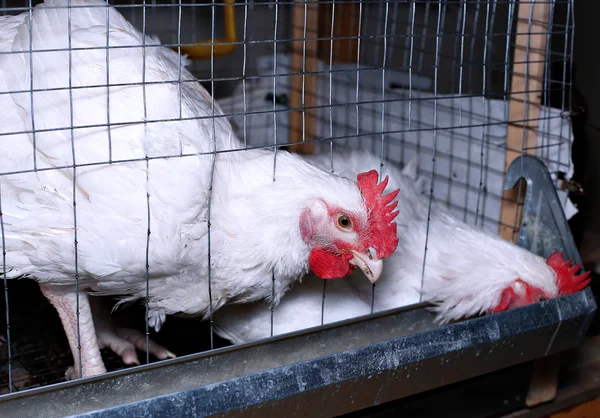 Pollos de engorde comiendo pienso combinado en la jaula — Foto de Stock