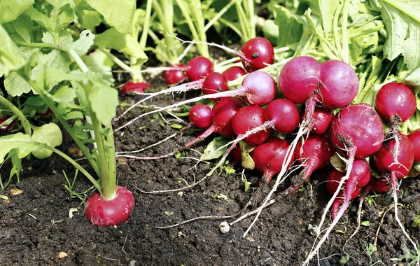 Čerstvé ředkvičky s listy — Stock fotografie