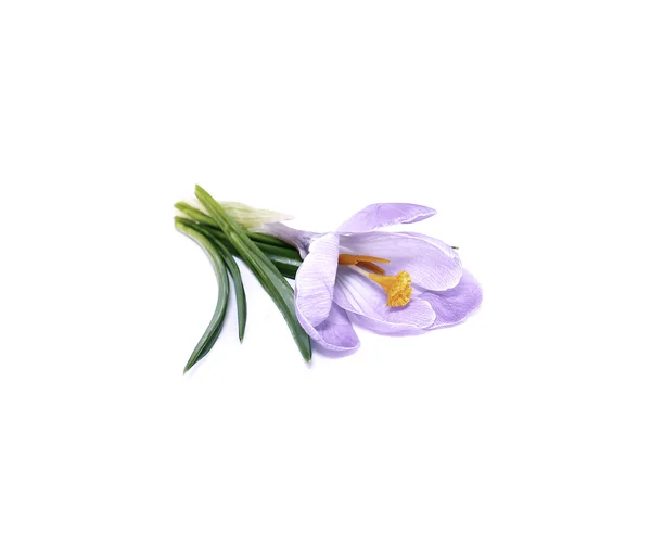 Violet flower of crocus isolated — Stock Photo, Image