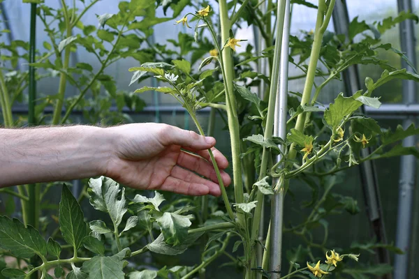 Боковые побеги на томатных растениях — стоковое фото