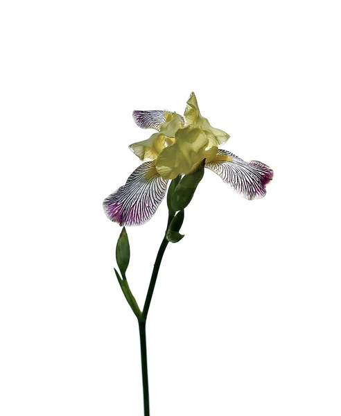 Flor amarilla del iris con rayas azules aisladas Imágenes De Stock Sin Royalties Gratis