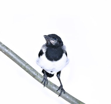 Genç magpie piliç