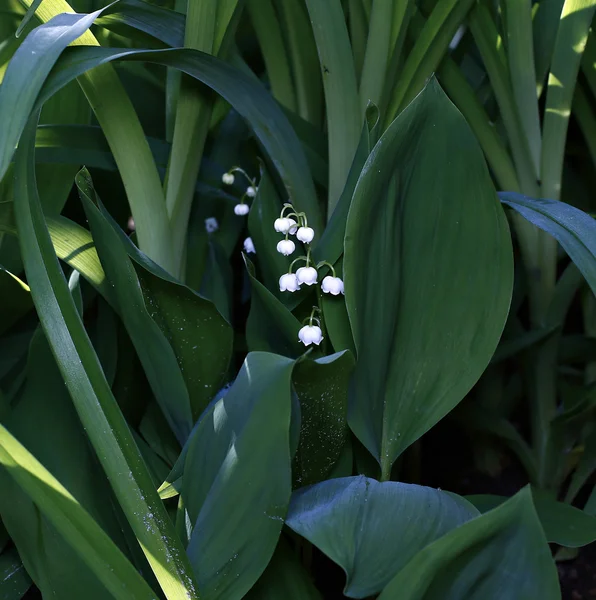 Lys de la vallée — Photo