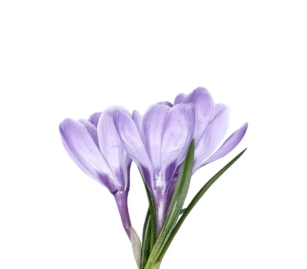 Veilchenblüte der Krokusse isoliert — Stockfoto