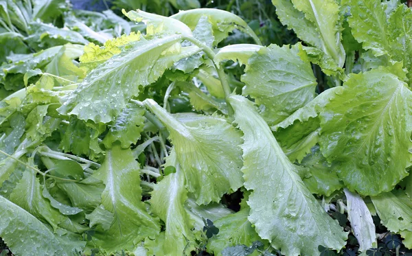 Salade de laitue en croissance — Photo