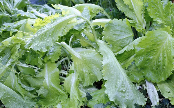 Ensalada de lechuga en crecimiento — Foto de Stock