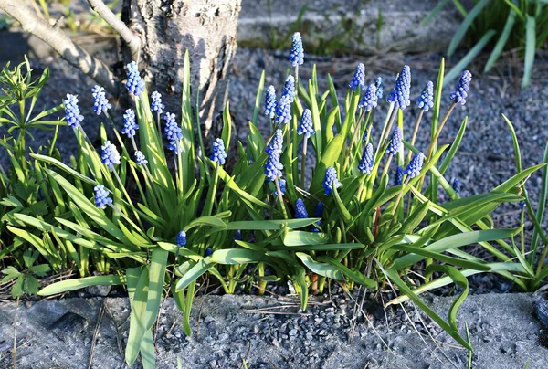 Güneşli bir günde mavi muscari çiçekler — Stok fotoğraf