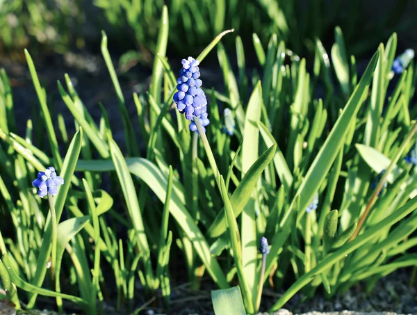 Μπλε muscari λουλούδια σε μια ηλιόλουστη ημέρα — Φωτογραφία Αρχείου